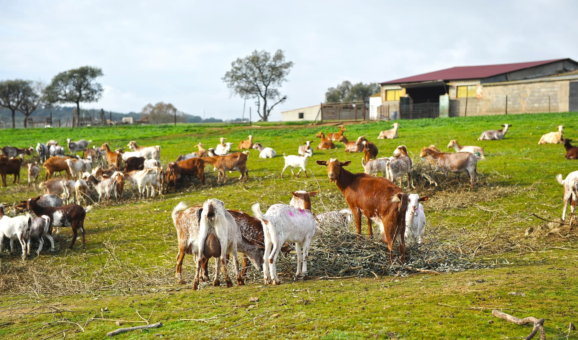 Herd of goats in the farm, production of milk for cheese in Extremadura, Spain