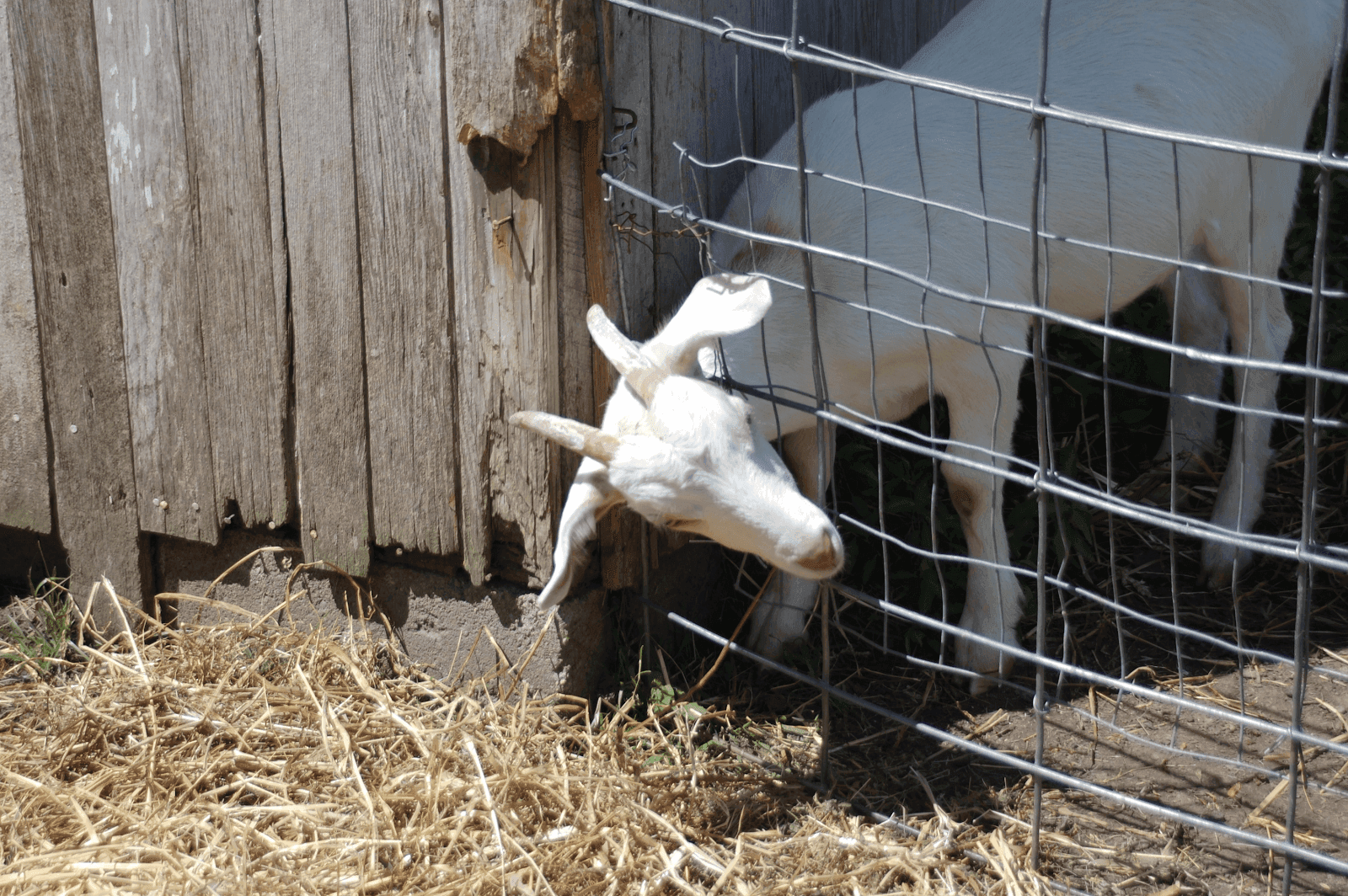 goat-hooked